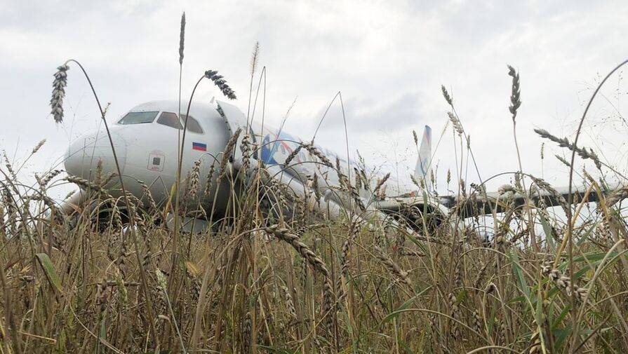 Пилот, посадивший самолет в пшеничном поле, устроился на работу в такси