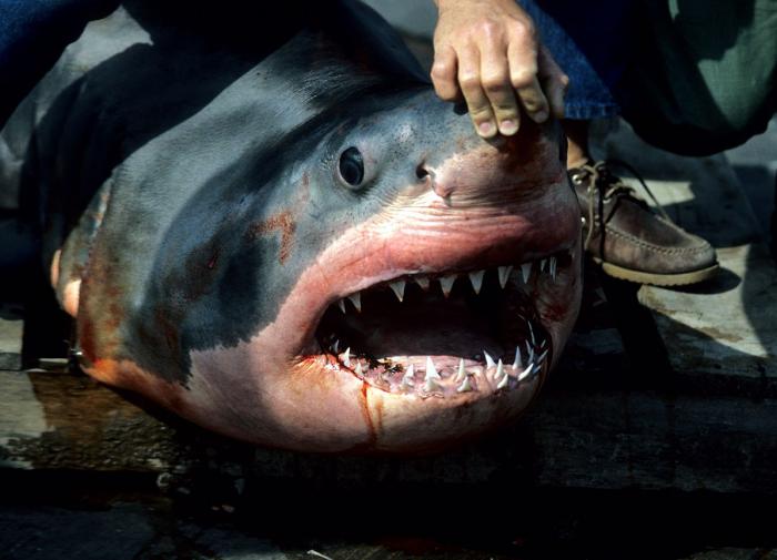 У берегов Чили была поймана пропавшая в 19-м веке акула-ангел